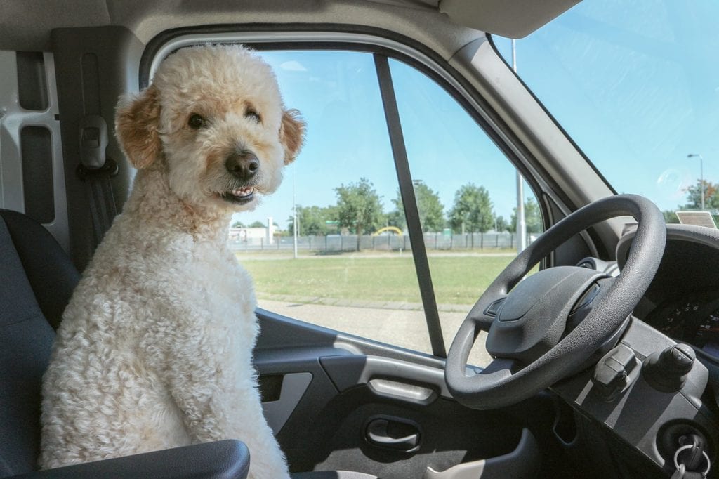 hund i bil